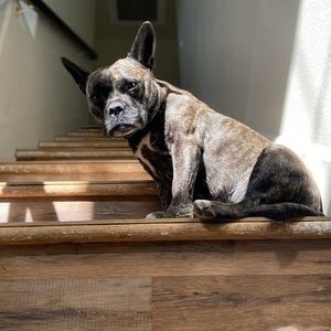 Meet your Posher, Joey